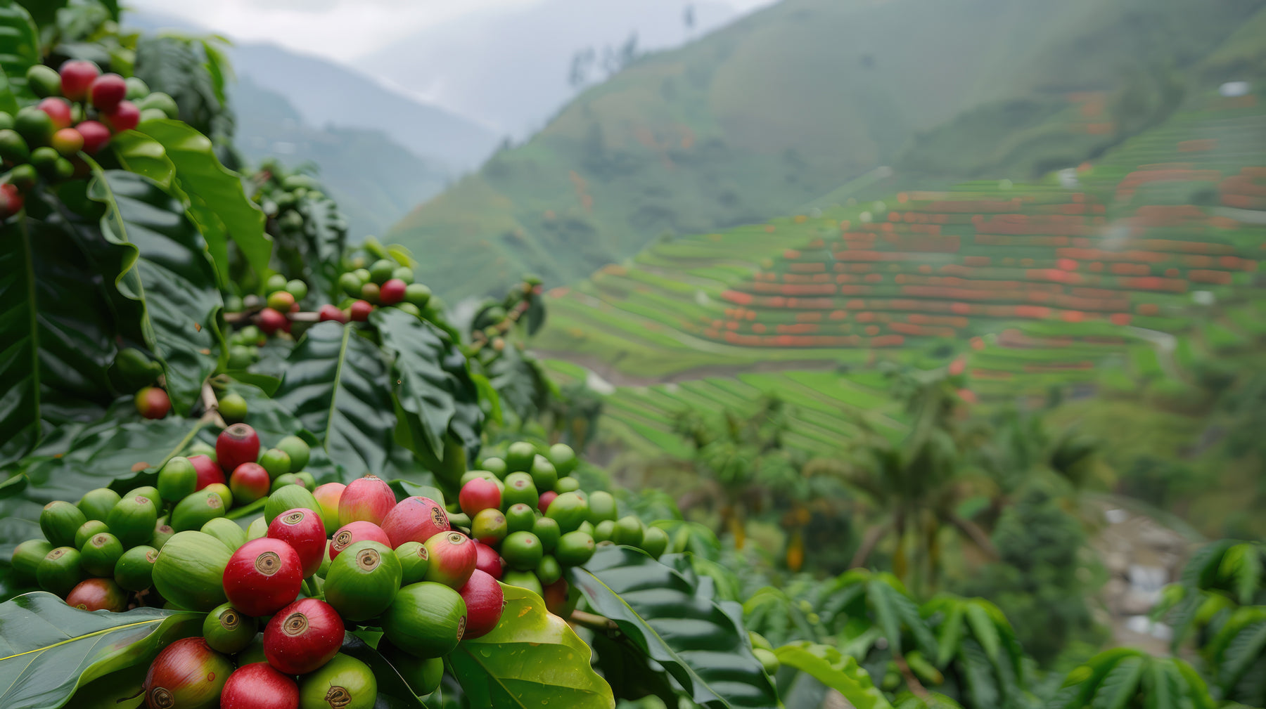 Beriska coffee image